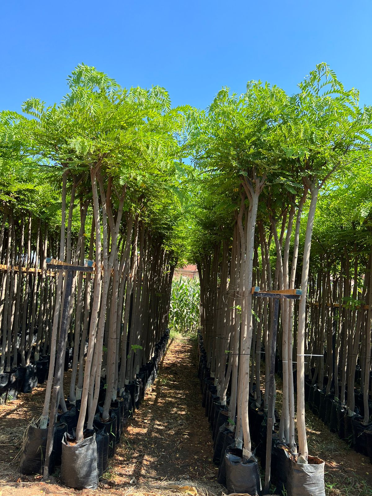 كاسيا نودوزا - الصورة 5