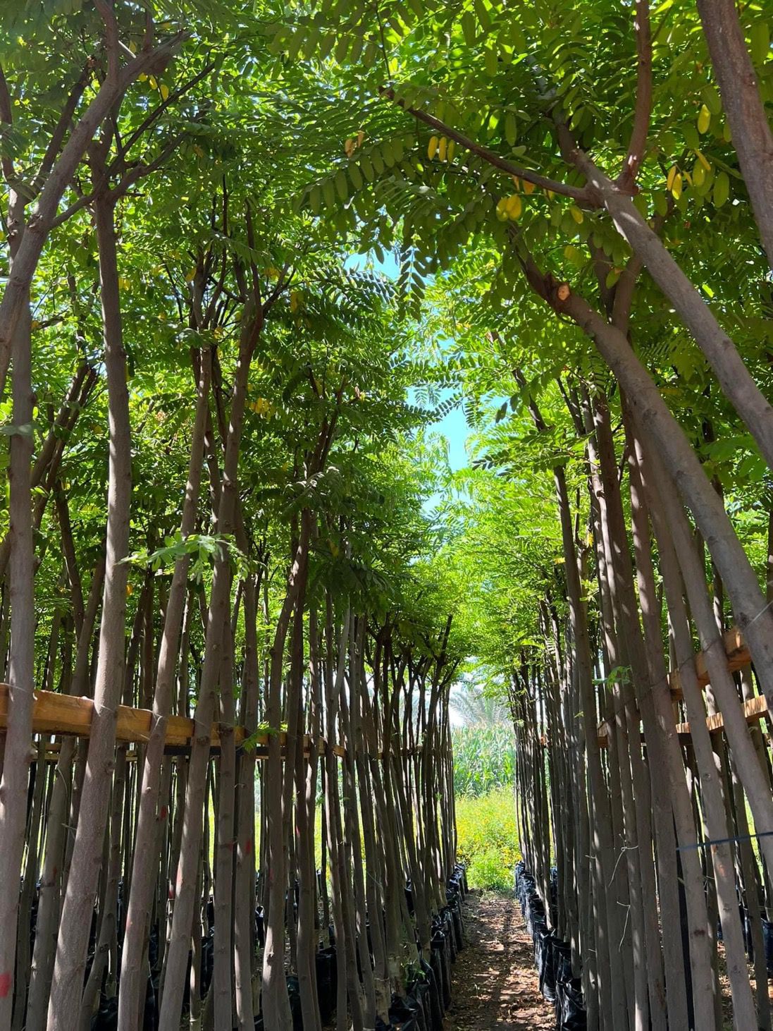 كاسيا نودوزا - الصورة 6