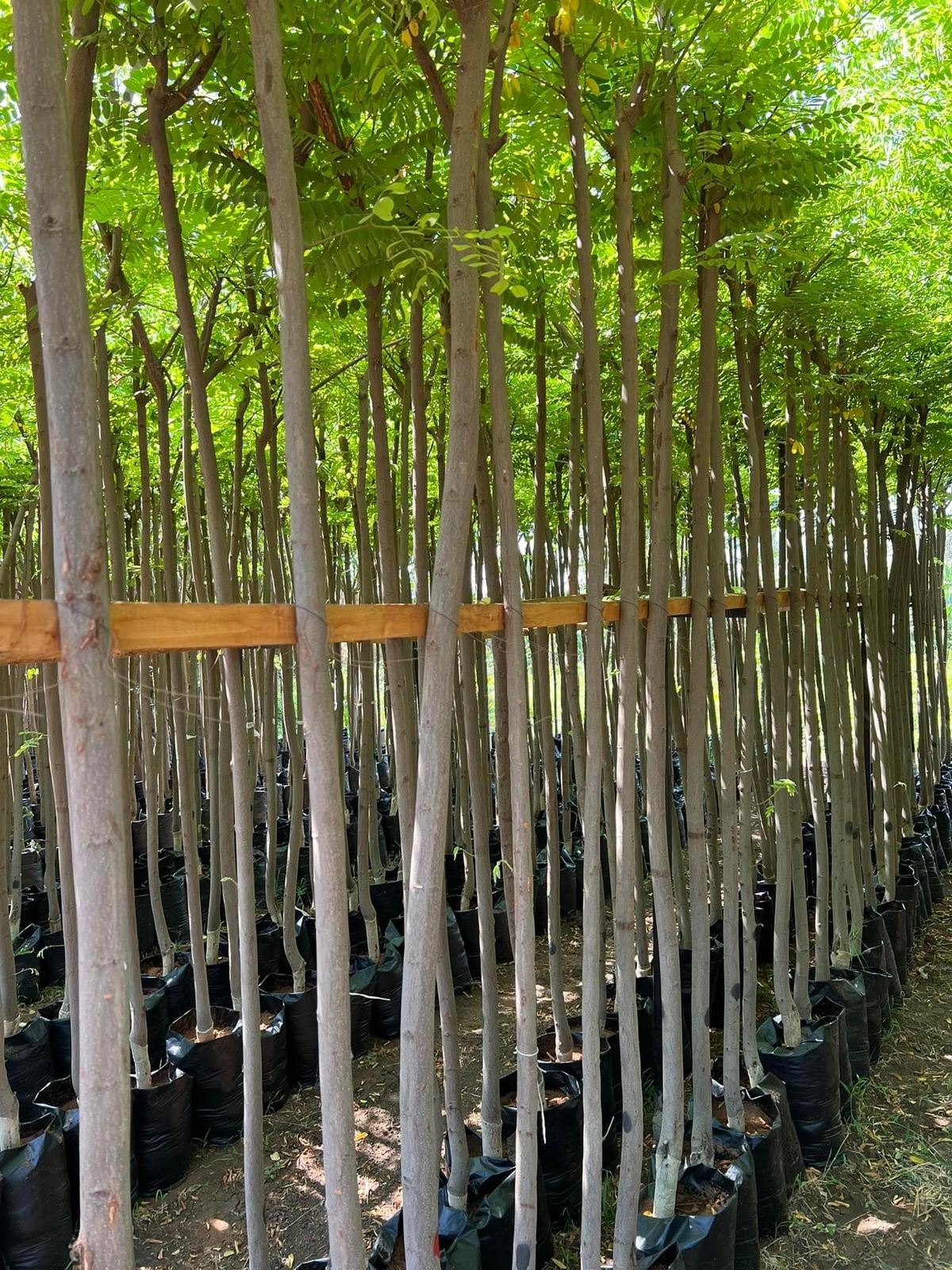 كاسيا نودوزا - الصورة 4