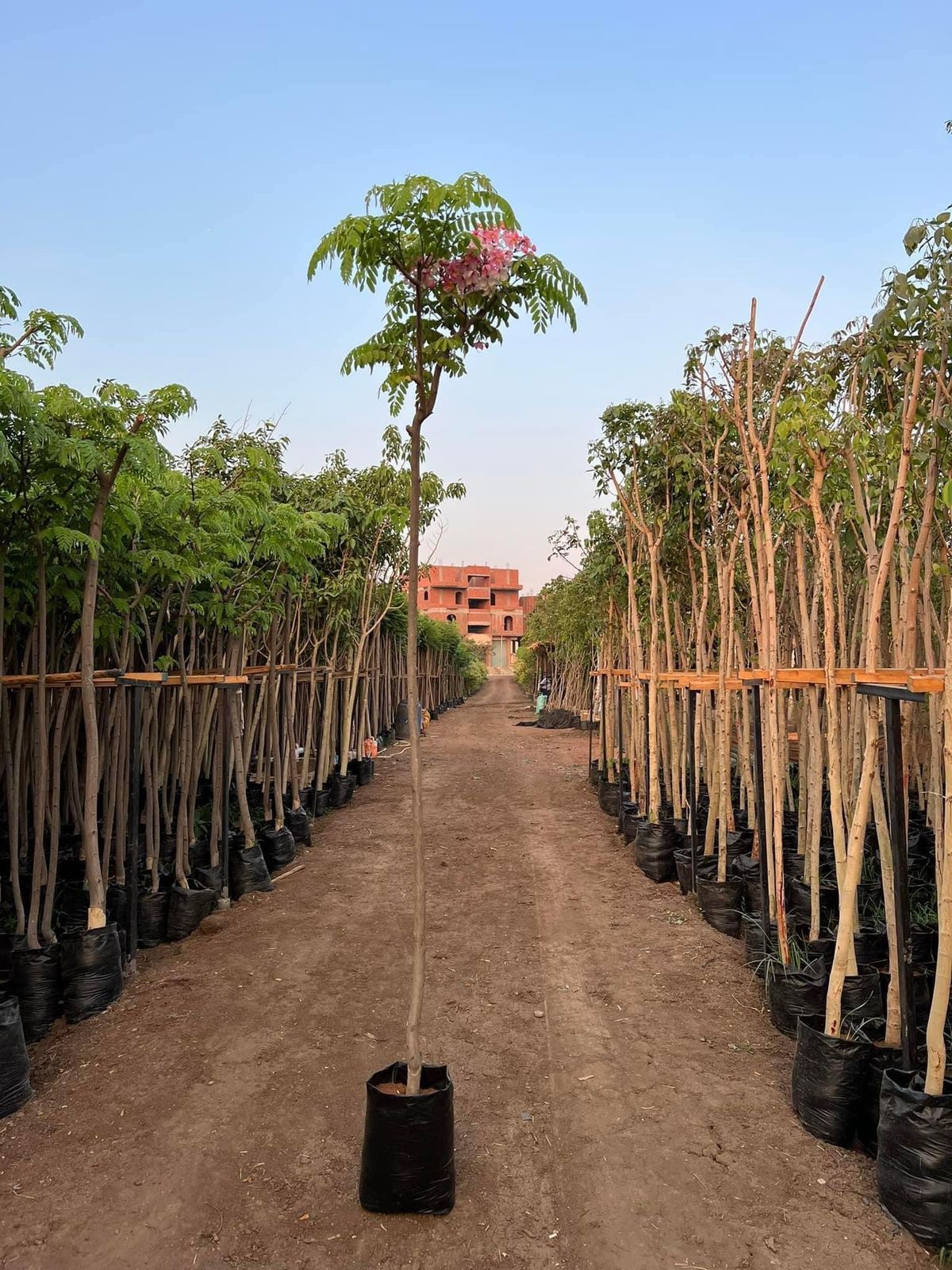 كاسيا نودوزا - الصورة 3