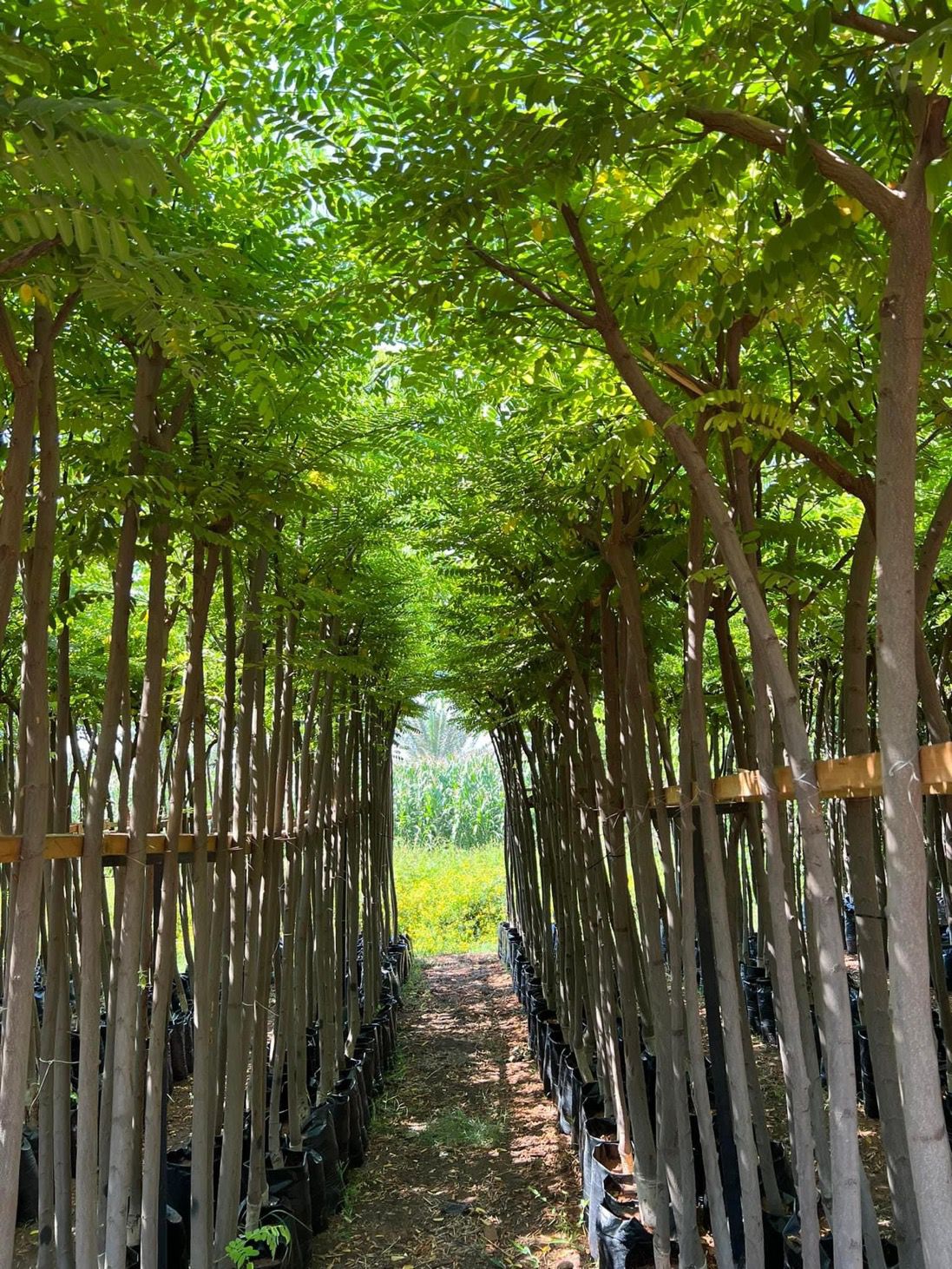 كاسيا نودوزا - الصورة 2