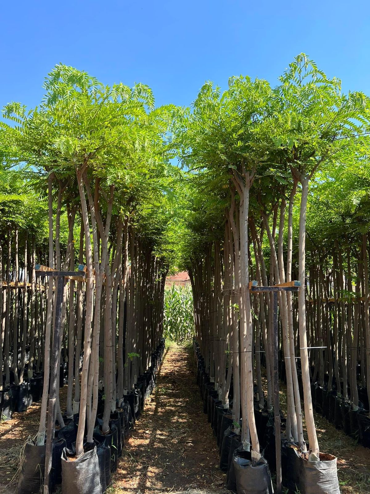 كاسيا نودوزا - الصورة 7