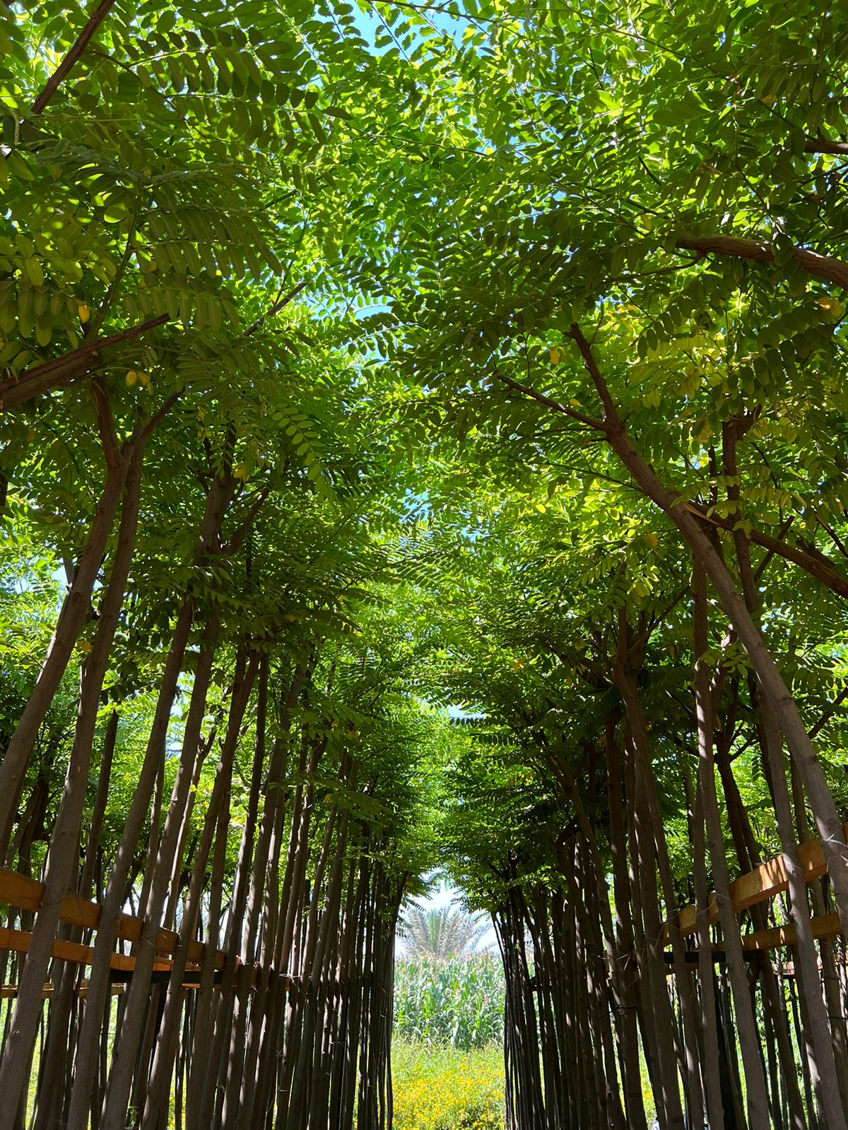 كاسيا نودوزا - الصورة 8