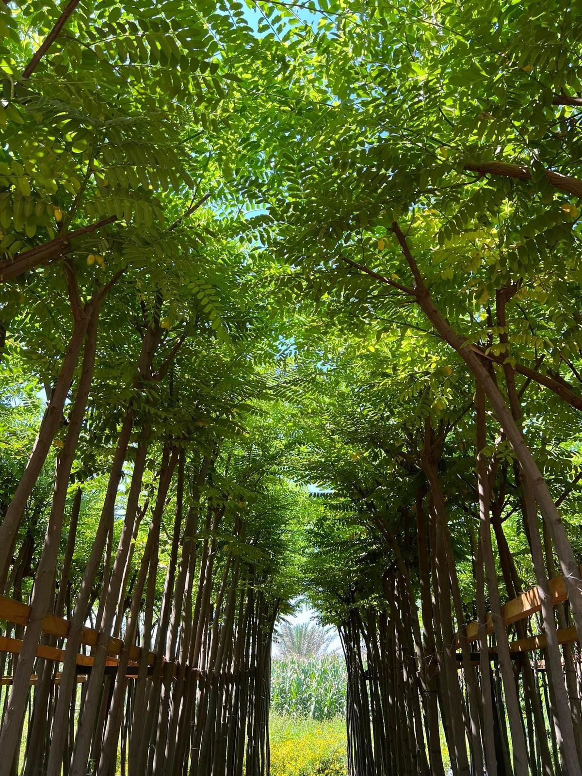 كاسيا نودوزا - الصورة 9