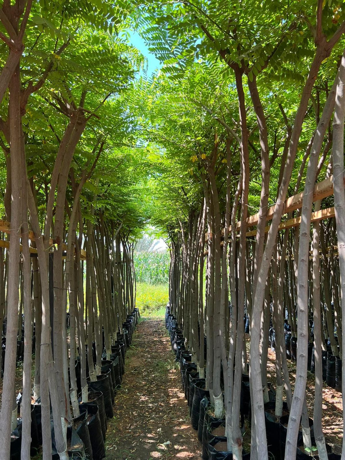 كاسيا نودوزا - الصورة 10