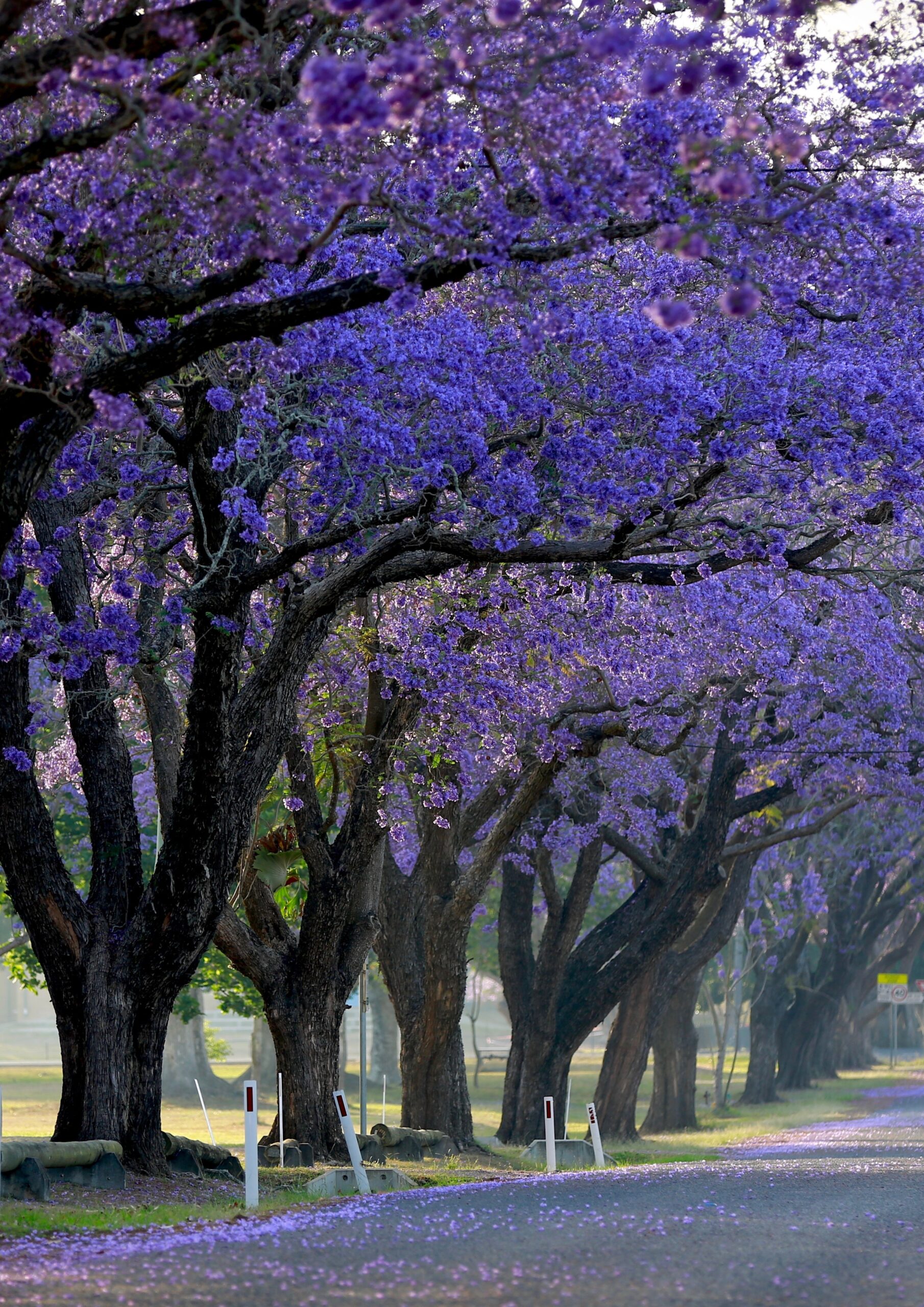 سييؤسيب - الصورة 2